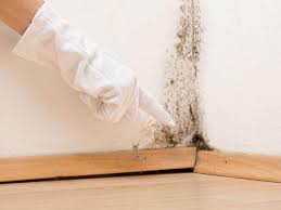 Professional Mold Removal & Remediation in Placerville, CA